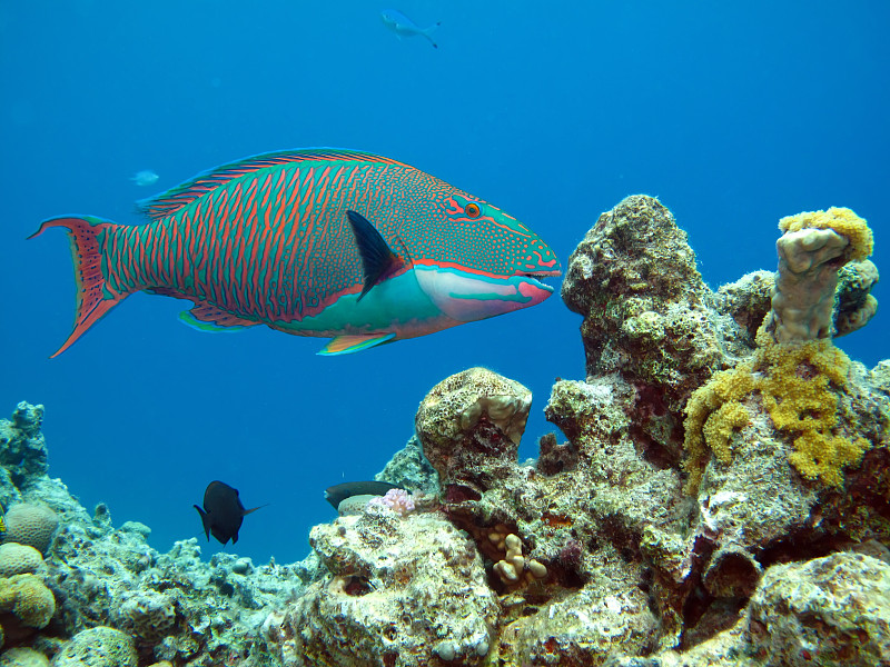 双色鹦鹉鱼(Cetoscarus Bicolor)。摄于红海，埃希普特。