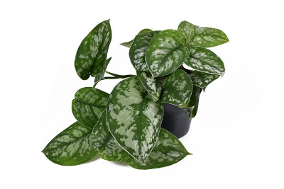 奇异的室内植物被称为“Scindapsus Pictus Exotica”或“Pothos缎子”，天