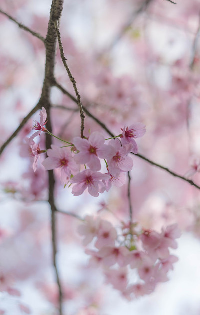武汉东湖樱花花园。东湖公园里各种各样的花都盛开着。