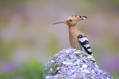 Upupa epops