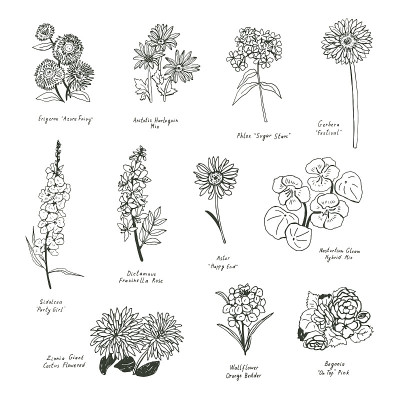 夏季花向量插图集