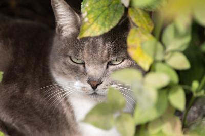 猫