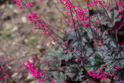 粉色Heuchera