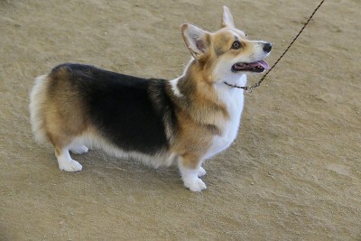 彭布罗克威尔士科基犬