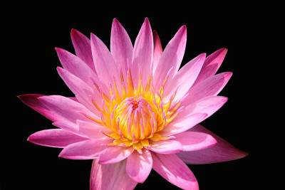 莲花