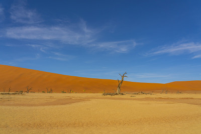 纳米比亚- naukluft国家公园，Sossusvlei的Deadvlei，一棵枯死的骆驼树和红色