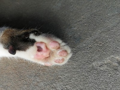 在猫的脚下