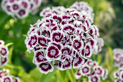 竹石竹开花，深紫色花，白色镶边
