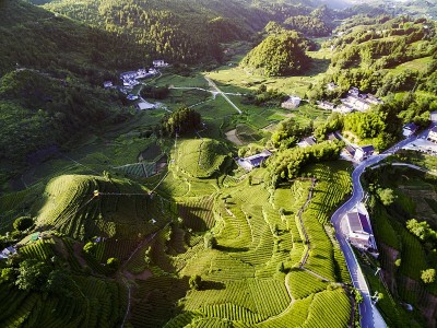 中国湖北茶园鸟瞰图。