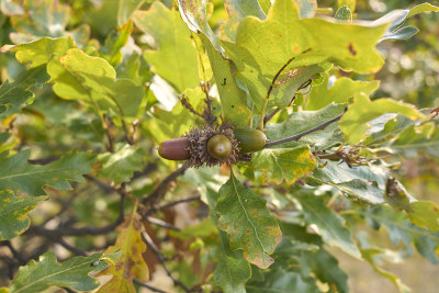 Quercus cerris树