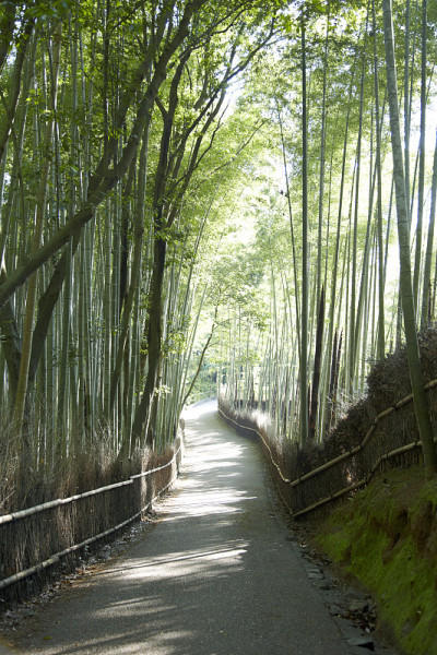 京都岚山的竹林