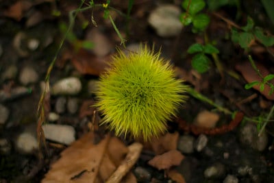 野生板栗