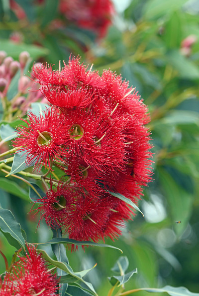 红开花桉树开花和芽，山药Corymbia ficifolia野火品种，桃金娘科。西澳大利亚西南海岸奥