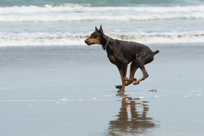 杜宾犬