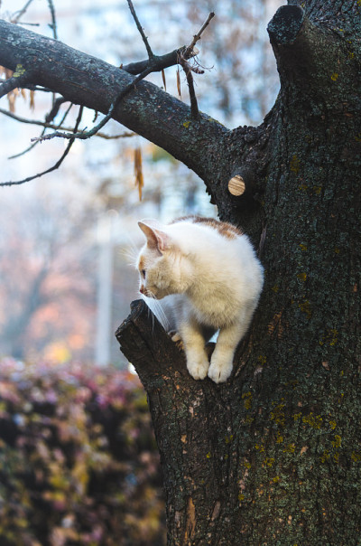两只彩色的猫站在树上