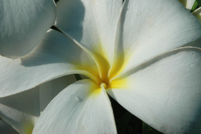 白芙蓉花