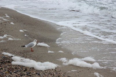 海滩上的海鸥