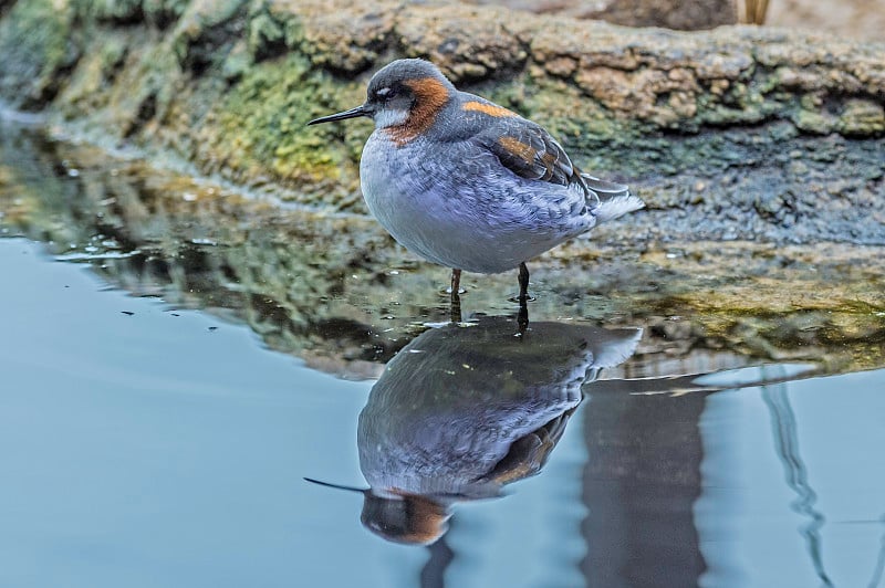 红颈Phalarope - Phalaropus lobatus