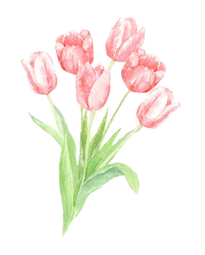 红色郁金香花束的水彩插图