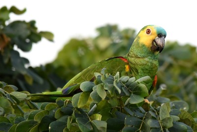 绿松石头的亚马逊(Amazona aestiva)