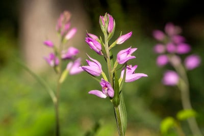 野生兰花种，学名;Cephalanthera rubra