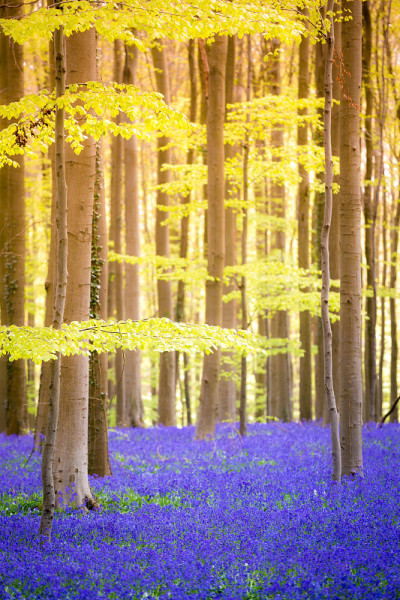 Hallerbos,比利时。在魔法森林
