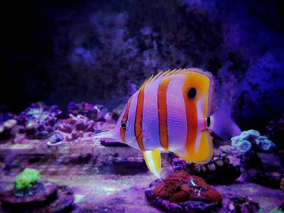 铜带蝴蝶鱼(Chelmon rostratus)