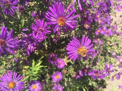 大黄蜂在紫色的花上
