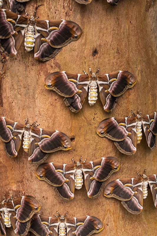 Eri silkmoths (Samia ricini)