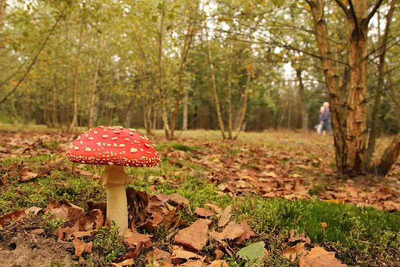 a red fly agaric mushroom in a forest landscape in