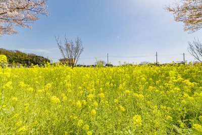 油菜花和樱桃树