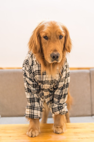 穿着衣服的金毛寻回犬