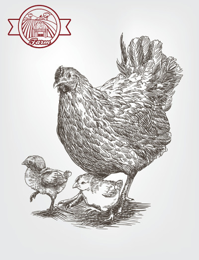 的草图brood-hen