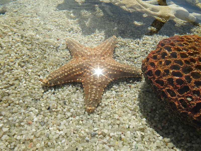 闪耀着光芒的海星