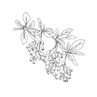 矢量插图的巴宝莉。