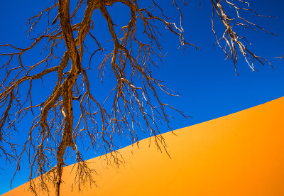 死亡的骆驼刺树和红色的沙丘，Sossusvlei，纳米比亚- naukluft国家公园，纳米比亚