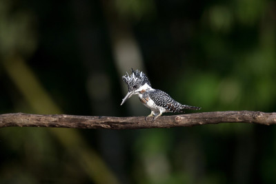 翠鸟:成年雄性冠翠(Megaceryle lugubris)
