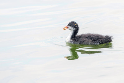 欧亚白骨鸡(Fulica atra)游泳