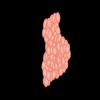 腮腺唾腺。腮腺唾液腺的结构。矢量插图在孤立的背景