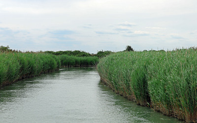 三角洲河口附近河岸的植被