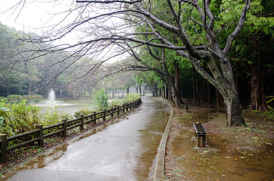 雨中公园漫步