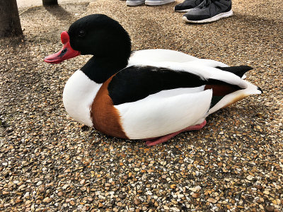 这是一只Shelduck