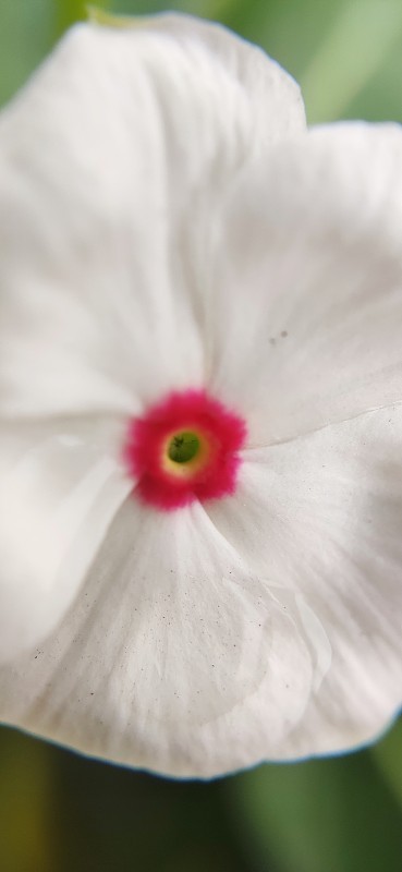 长春花是一种生长低矮的多年生植物(Catharanthus roseus)，原产于马达加斯加，开粉红