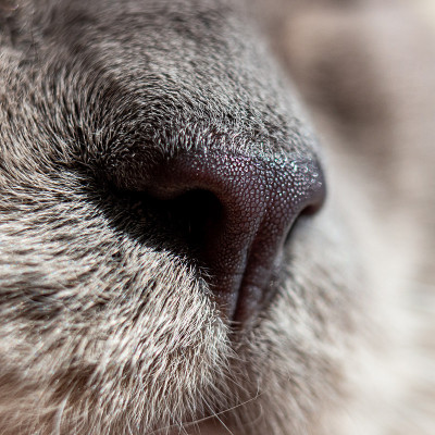 猫的鼻子