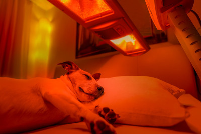 红光治疗犬