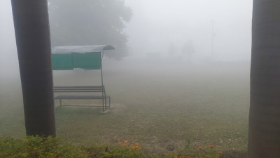 冬天雾蒙蒙的早晨，鲜花盛开