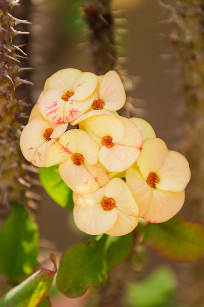 刺花冠(大戟)