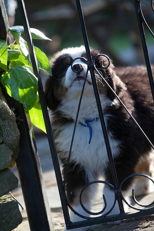 伯恩山小犬