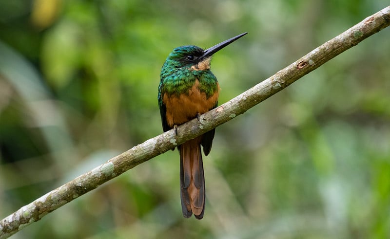 Rufous-tailed一种食虫鸟