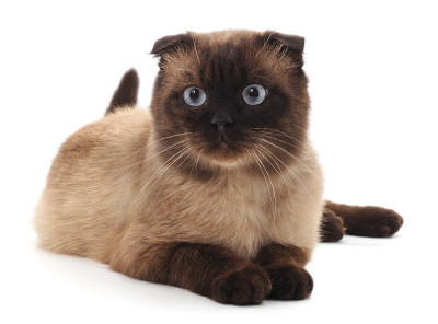 一个美丽的猫。